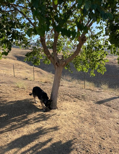 Dog sniffing a tree