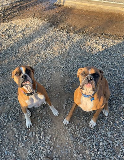 Two boxer pups