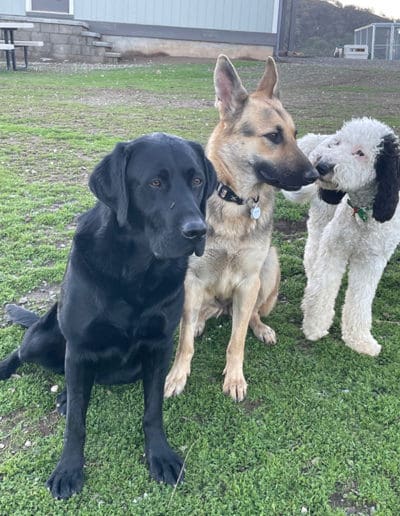 Three pups sitting