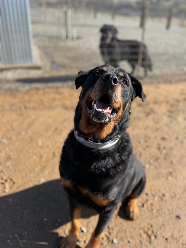 dogs in kennel