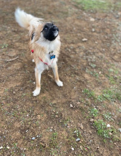 Pup making a funny face