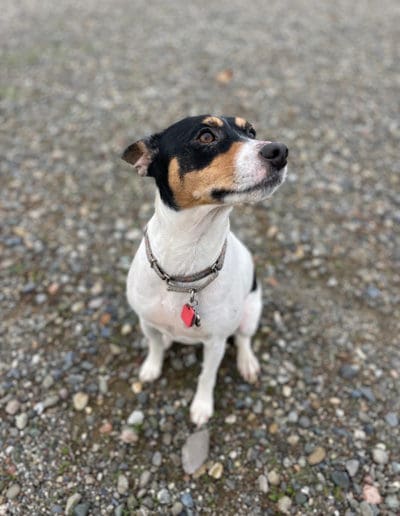 Good pup looking away