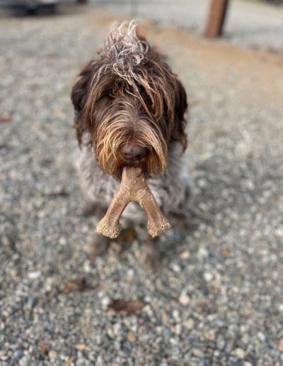 Dog with chew toy