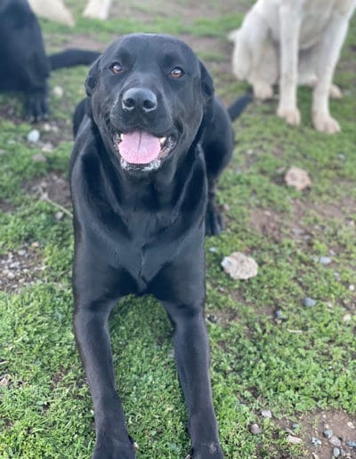 Black lab pup laying and smiling