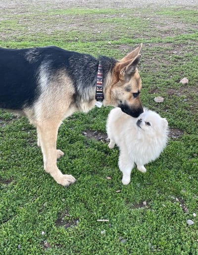 Dogs becoming friends