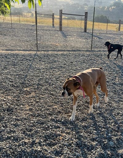 Dogs roaming the grounds