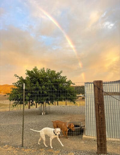 Dogs with a rainbow in the background