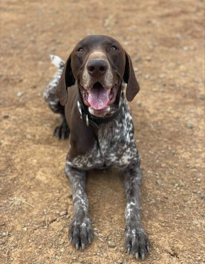 Smiling pup laying on the ground