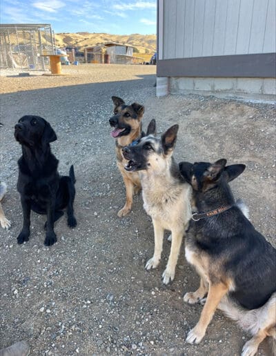 Group of dogs sitting and looking at something off camera