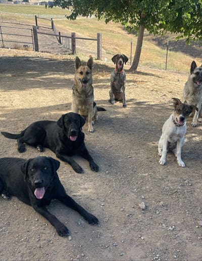 Group of dogs relaxing