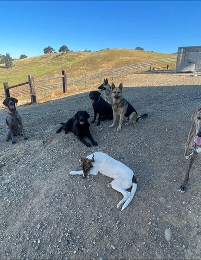 Group of happy dogs