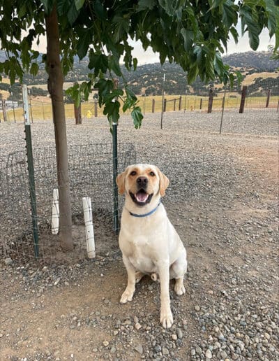 Pup sitting and smiling