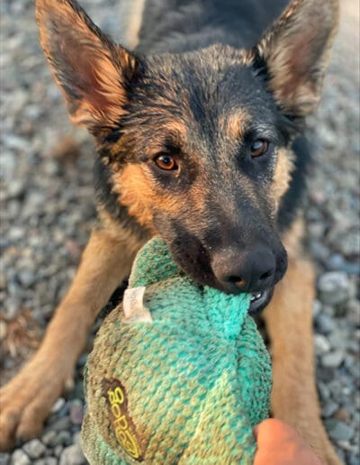 Dog playing with a toy