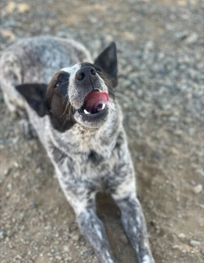 Pup chewing on a ball