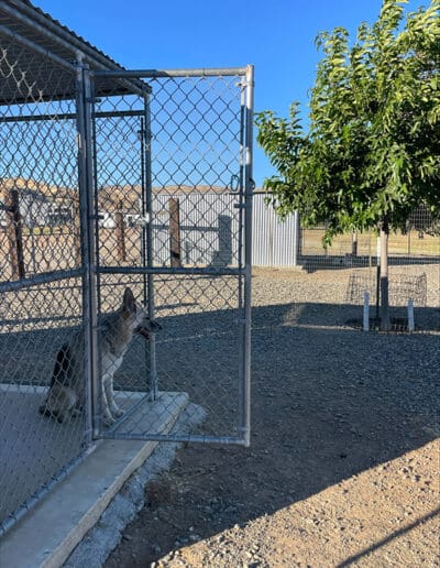 Dog relaxing in a kennel