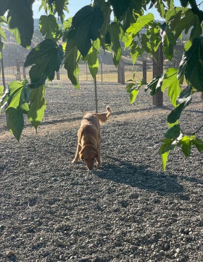 Dog sniffing the gravel